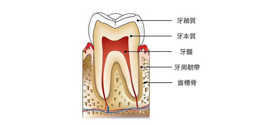 根管治療 根管治療